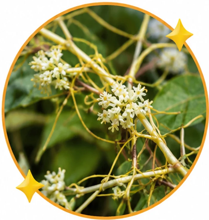 Tanaman Cuscuta chinensis
